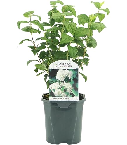 Hibiscus Syriacus 'Helene' - Arbuste à Fleurs Blanc Et Rouge - Plante Jardin Soleil 40-60 Cm En Pot