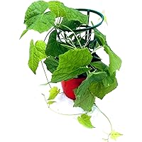 Mexikanische Minigurke Melothria scabra Gemüse Pflanze 2stk.