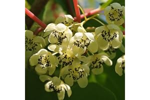 BAUMSCHULE WEDROWSKI W Actinidia Weiki Männlich 1L Garten Pflanze mit Schönen Blüten - Die Perfekte Dekoration für Ihr Grundstück - Für Anfänger und Professionelle Gärtner - Leckeres und Gesundes Obst