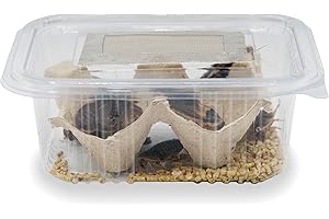 ANT DIMENSION Cucaracha Argentina (Blaptica dubia) - Alimento Vivo Nutritivo para Reptiles y Anfibios (L / 20)