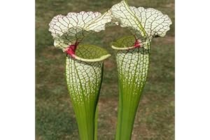 Benoon 100 Stück Krug pflanzens amen, fleisch fressende Nepenthes-Samen hohe Keimung exotische frische fleisch fressende Nepenthes-Samen für den Hof Grün