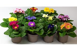 TROPICAL PLANTS UK 9 x Primula Acaulis – Primrose Plants Outdoor Garden Ready, Flowering Bedding Plant Garden Ready in 10.5cm pots, These are NOT Plug Plants (9)