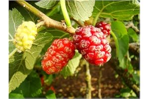 TREE ONLINE NURSERY Black Mulberry Tree Morus nigra Hardy Fruit Tree Starter Plant of 15-20cm, Fruit is Sweet and Edible