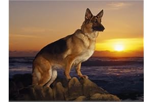 YSCOLOR Diamond Painting Berger Allemand Diamant Peinture Complète Rond Pierre De Chien De Diamant Broderie De Strass DIY Passe-Temps Couture Peinture Art 30X40Cm