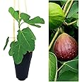 Ficus Carica Brown Turkey - Fig Tree in a 2Litre Pot Ready to Plant