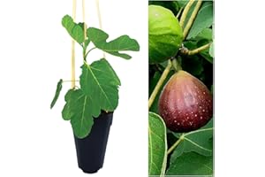 Carbeth Plants Ficus Carica 'Brown Turkey' - Fig Fruit Tree in A 2L Pot - Miniature Patio Fruit Trees - Figs Outdoor and Garden Tree