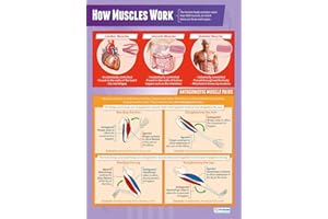 Daydream Education How Muscles Work (Die Muskeln) | Poster für den Sportunterricht | laminiertes Glanzpapier mit den Maßen 850 mm x 594 mm (A1)