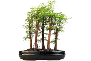 BONSAI LT Metasequoia Forêt de bonsaï, séquoia vivant, en pot de 25 cm, pour intérieur/extérieur, idée cadeau rare et facile d'entretien, plante décorative pour la maison et le bureau