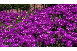 SVI NUOVO! 50+ Delosperma VIOLA SEMI DI GHIACCIO fiore pianta/PERENNE