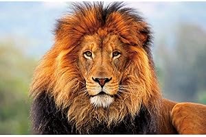 Taasmoog 5D Diamond Painting kit Completo, Pittura Diamante 5D Fai da Te, Kit di Pittura Ricami a Croce fai -da -te per la Decorazione Della Parete Domestica(Leone