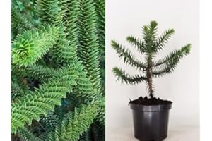 DIRECTPLANTS Araucaria Araucana Monkey Puzzle Tree 30-40cm Supplied in a 3 Litre Pot