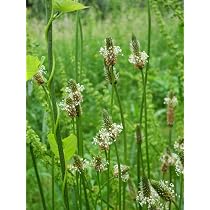 Seedeo® Spitzwegerich Samen BIO – 300 Samen, Plantago Lanceolata, Heimische Heilpflanze Für Garten & Balkon