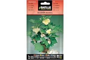 Semillas Batlle Cotone Ornamentale
