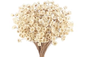 LARBER 300 Pezzi Fiori Secchi Brasiliani Fiori Mini Fiori Secchi Bianco Fiori Naturali Gypsophila Casa Piccola Stella Decorativi Brasiliani Disposizione Floreale Fiore Bouquet Confezione Regalo