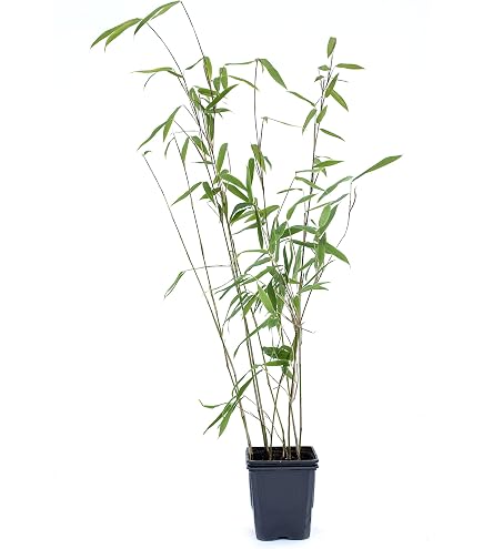 Schwarzer Bambus -Phyllostachys nigra- Frostharter/Winterharter Bambus -100  Samen- : Amazon.de: Garten