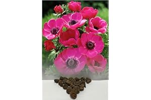 30 Anemone Sylphide (De Caen) Pink for Rockeries, Borders & Tubs Spring & Summer Garden Perennial : - by GARTHWAITE NURSERIES®