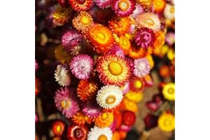SUTTONS EST. 1806 Strawflower 'Forever Mix' – Hardy Annual, Long-Lasting Blooms 1 Packet x 850 Seeds by Suttons