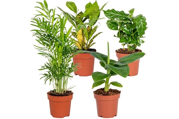 Bloomique - Lot de 4 - Mélange de plantes tropicales - Musa, Chamaedorea, Codiaeum, Coffea - Dépolluantes - Hauteur 20-40 cm - Pot 12 cm