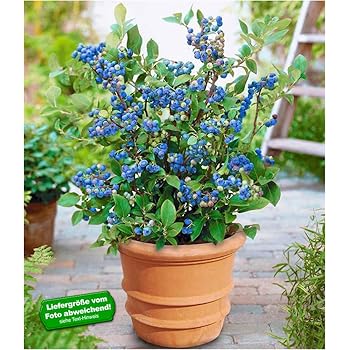 BALDURGarten TraubenHeidelbeere 'Reka® Blue' Blaubeeren Heidelbeeren