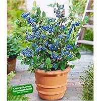 BALDUR Garten Topf-Heidelbeere Blaubeeren Heidelbeeren Pflanze, 1 Pflanze Vaccinium corymbosum reichtragend Heidelbeere…