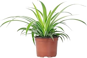 FLOWERBOX Grünlilie 'Ocean' - pflegeleichte Zimmerpflanze, Chlorophytum Comosum - Höhe ca. 20 cm, Topf-Ø 12 cm