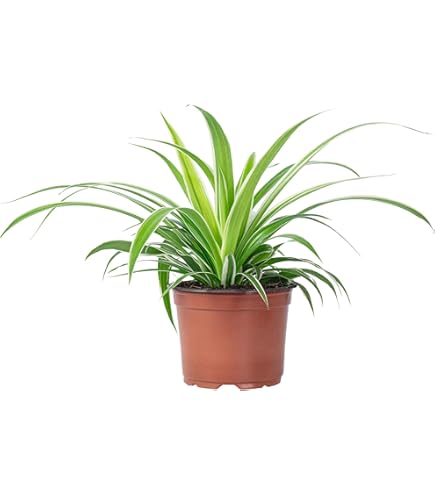 efeutute lemon Epipremnum Happy Leaf Ø12 cm – Efeutute Zimmerpflanze ca. 20 cm hoch –  pflegeleichte Grünpflanze für Wohnung & Büro main image 1