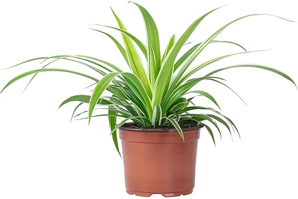 Plante araignée 'Ocean' - plante d'intérieur facile d'entretien, Chlorophytum Comosum - hauteur env. 20 cm, pot-Ø 12 cm Vert