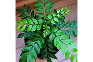 Haloppe 100Pcs Semi di Curry per la Piantagione del Giardino di Casa, Semi di Curry Pianta a Foglia Semi di Spezie Indiane per Giardino Semi Di Curry