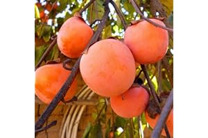 PERZOE 30 piezas de semillas de caqui de frutas deliciosas comestibles, decoración de plantas de árboles de patio de bonsái de jardín Semillas de caqui