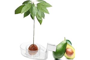 AvoSeedo Avocado Tree Growing Kit - Practical Gardening Gifts for Women, Mom, Sister & Best Friend/Grow Avocado Plant Indoor with Unusual Pit Grower Boat/Kitchen Garden Seed Starter Gift