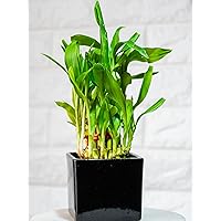 Nurturing Green Lucky Bamboo Plant (2 Layer) in Black Ceramic Pot (Size: Small; 17-19 Stalks)