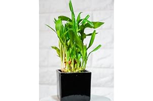 Nurturing Green Lucky Bamboo Plant (2 Layer) in Black Ceramic Pot (Size: Small; 17-19 Stalks)