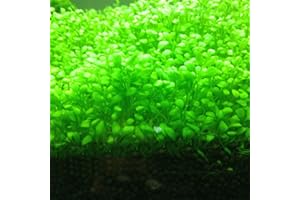WOOPOWER Plantas para Acuario, Semillas, Alfombra de Doble Hoja, césped de Agua, para decoración de pecera, Rocas, césped, jardín