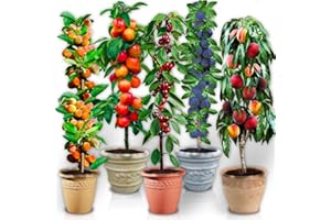 EUROPA GREEN Säulenobstbäume - 5 Bäume (Pfirsichbäum, Pflaumenbäum, Kirschbäume, Apfelbäume, Aprikosenbäume) - 80 cm hoch - Ideal für Balkon, Terrasse, Kleiner Garten - Geeignet für Topfkultur und Freilandanbau