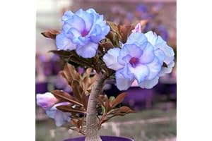 CFGRDEW Rosa del desierto planta viva,rosa del desierto planta en maceta,planta rosa del desierto natural-2plantas-E