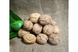 Naturix24 Noci Francesi, 1 kg