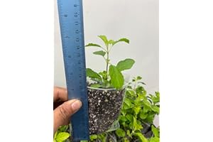 PLANTS PARADISE LTD Tulsi Plants, Holy Basil, Krishna tulsi or Rama tulsi plants100% Genuine. Matured Two Plants Grown in UK