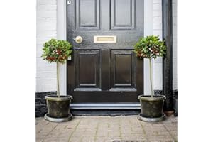 Pair of Holly Trees Standars for Christmas, Gardens & Patios, Attractive Evergreen Producing Red Berries, 2 x Standard Festive Holly Green Alaska (Ilex) 2 Years Old Standard Plant by Thompson & Morgan