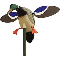 Il Piccolo Gruppo Di Germano Reale Ducks Nel Parco Fotografia Stock