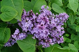 FLORANZA.DE Gemeiner Flieder Wildflieder Syringa Vulgaris violette Blüte 40-60 cm hoch