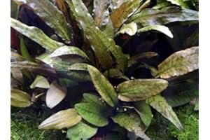 WFW wasserflora MUTTERPFLANZE Cryptocoryne wendtii Tropica