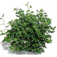 Hedera helix 'Jessica'- Efeu - echte Pflanze im 13 cm Topf als Hängepflanze, Bodendecker oder Zimmerpflanze