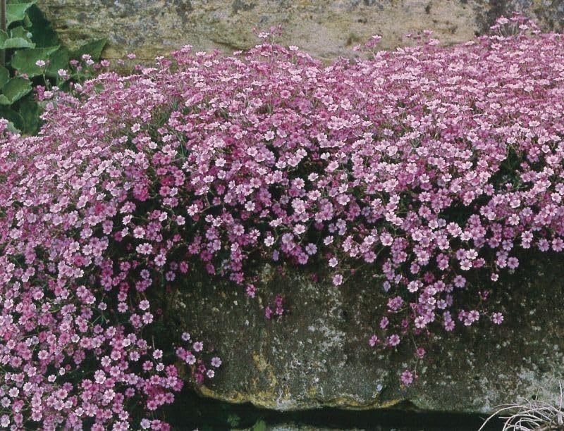 Gypsophila Creeping Baby’s Breath Seeds – Flower Seeds that Attract Bees & Butterflies – Easy-to-Grow Perennial Colourful Ground Cover for Gardens & Patios
