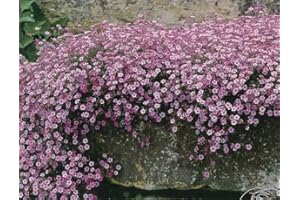 Gypsophila Creeping Baby’s Breath Seeds – Flower Seeds that Attract Bees & Butterflies – Easy-to-Grow Perennial Colourful Gro