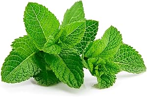 TÛCHE Semi MENTA PIPERITA In Busta Ermetica MADE IN ITALY Qualità superiore con 95% di germogliazione con istruzioni