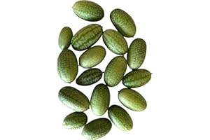 20 Semillas -Melothria scabra-Mini Pepino Mexicano-By Samenchilishop