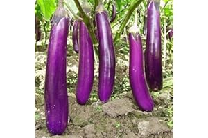 PERZOE 50 semillas de berenjena largas, verduras saludables de berenjena Melongena