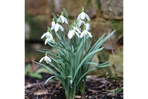 Carbeth Plants 3 x Pots Snowdrops Cultivated Bulbs - Hardy Winter White Flowering Garden Ready Potted Galanthus Bulb Plants for Early Colour - Ideal for Planting in Borders, Lawns & Woodland Areas