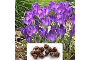 BOTANICAL BLISS 12 Crocus Ruby Giant Bulbs – RHS Certified Pollinator Plants – Perennial, Hardy, and Colourful – Stunning Early Spring Blooms – Cultivated for UK Climate Conditions
