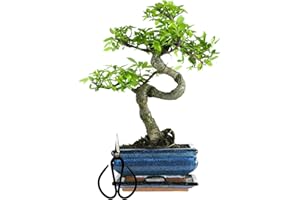 BONSAI LT Bonsai Baum mit Keramik Blumentopf ca. 25-35cm hoch, Untersetzer und Schere - Bonsai-Geschenkset - (15 cm Schale ca. 7-8 Jahre, Bonsai Chinese Ulme)
